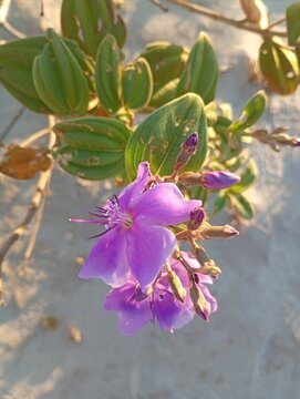 Aleat&oacute;rio 