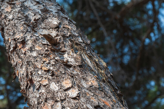 Cicada resting on a thick pine branch with rough textured bark