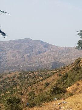   طبيعة الحلابة 