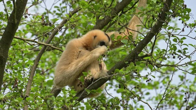 northern white-cheeked gibbon (Nomascus leucogenys) adult female in trees