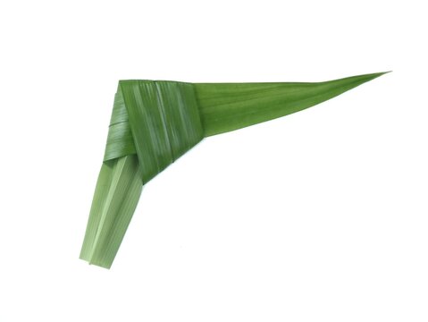 Fresh green tied pandan leaf (Pandanus amaryllifolius) isolated on a white background. Perfect natural ingredient element for Asian cooking, traditional culinary recipes, and beverage design projects