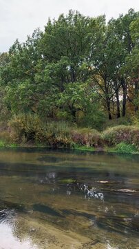 The calm, serene flow of a river with algae and a lush, vegetated bank. A natural autumn landscape. A video showing the natural, soothing flow of the river