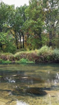 A panoramic view of the tranquil flow of a crystal-clear river with algae and a lush, vegetated bank. A natural autumn landscape. A video showing the river s natural, soothing flow