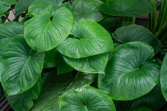 Fresh green elephant ear leaves covered with water droplets in tropical garden after rain