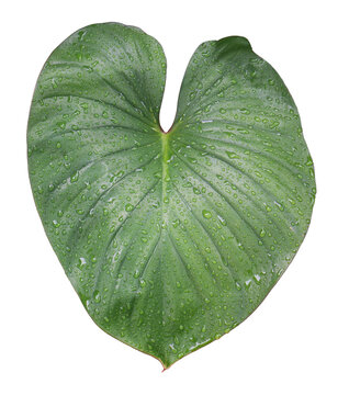 Fresh green elephant ear leaf covered with water droplets isolated on transparent background after rain