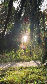 In the fall, bright rays of sunlight filter through the branches of a fir tree in a park with a walking path. The atmosphere of countryside walks, the approaching fall, and a peaceful, natural setting