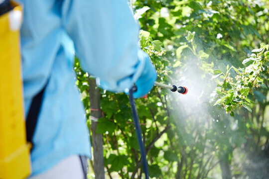 Farmer hand spraying pesticide vegetable green plants in garden farm for protection plant field rows. Agriculture fertilizer Protection Garden. Pest Control.