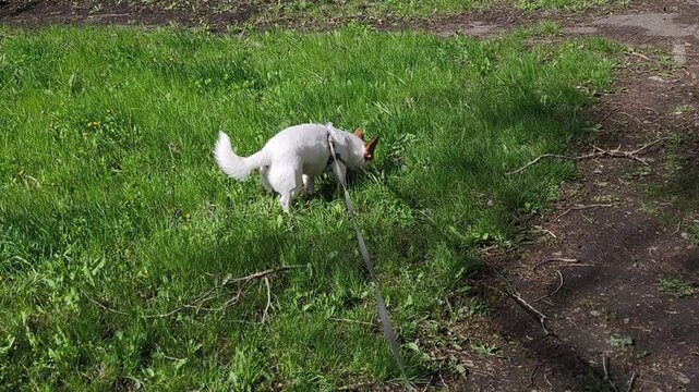 Playful purebred puppy moves fast on green meadow. Cute jack russell terrier domestic dog has fun during outdoor weekend activity. Loyal companion runs on leash in natural environment.