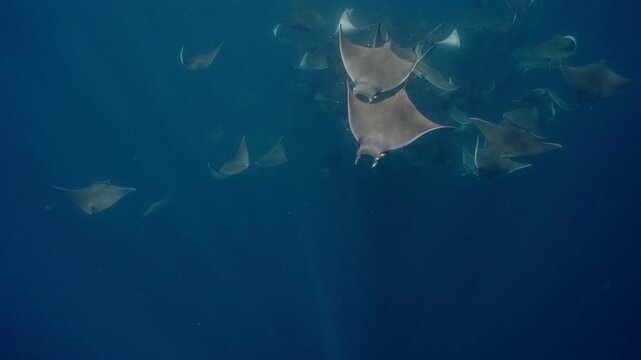 Underwater view of a spectacular Mobula ray aggregation in Mexico, with hundreds of devil rays forming a mesmerizing courtship vortex, swirling together in a giant living ball beneath ocean waters.