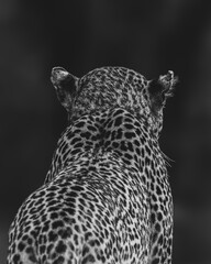Leopard's spotted back and ears in dramatic black and white © Wikus