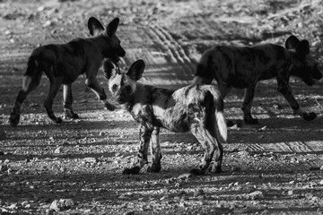African wild dog pup alert and watchful in black and white, Kruger © Wikus
