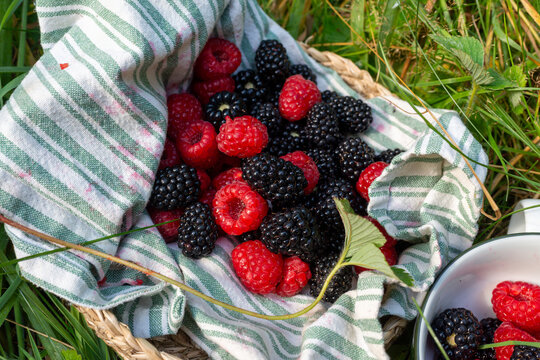 Ripe raspberries, Rubus idaeus, and blackberries, Rubus species, freshly gathered in striped cloth inside a rustic basket on grass. Vibrant summer berry harvest represents foraging, homegrown produce 