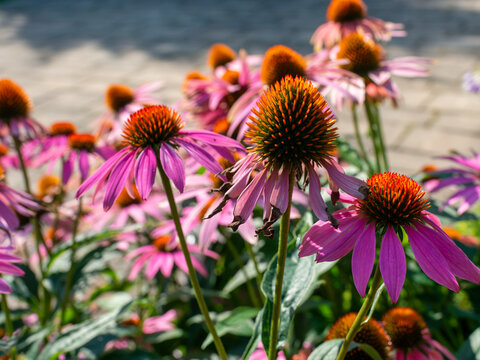 Mature purple coneflowers, Echinacea purpurea, showing vivid orange spiny cones and drooping pink petals in strong summer sunlight. Decorative perennial flowers provide texture and nectar in ornamenta