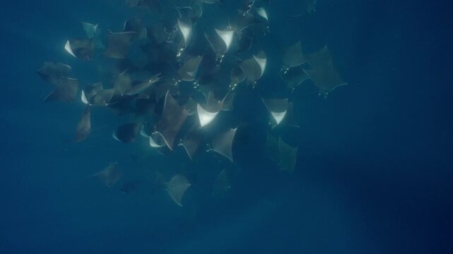 Underwater view of a spectacular Mobula ray aggregation in Mexico, with hundreds of devil rays forming a mesmerizing courtship vortex, swirling together in a giant living ball beneath ocean waters.