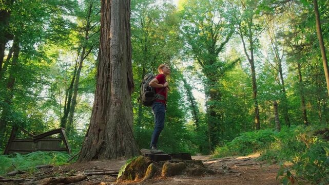 Hiker with backpack in a redwood forest looking around in amazement. Orbiting Hero shot with the sun shining behind the trees.