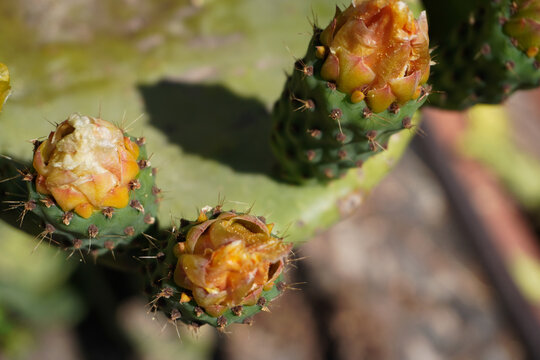 Prickly pear cactus plant in Sicily, Italy, Europe. Indian fig, cactus pear (Opuntia ficus-indica, Opuntia ficus-barbarica). 