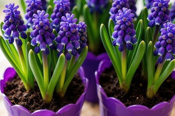 Obraz premium Close up of purple muscari flowers in small purple pots. Grape hyacinth plants grow with green leaves, soil. Spring blossoms in garden containers for home decor retail sale. Small blooming floral