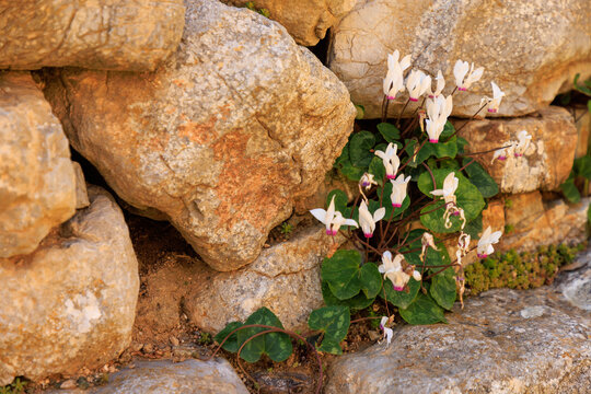 Persisches Alpenveilchen - Cyclamen persicum - auf Tilos in Griechenland
