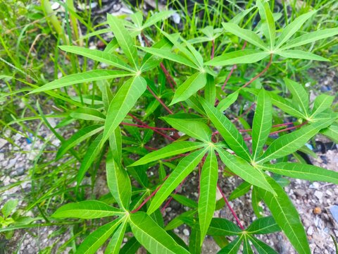 Close-up shot of green tapioca plant foliage featuring reddish stems and detailed leaf structure.