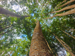 Fototapeta premium Low Angle View Looking Up at Tall Trees in Dense Green Forest Canopy Against Blue Sky