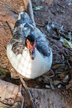 Duck in Natural Environment.	
