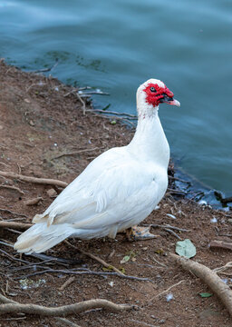Duck in Natural Environment.	