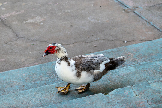 Duck in Natural Environment.	