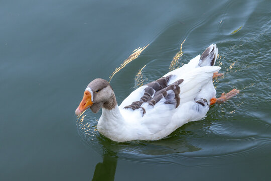 Goose swimming in a lake