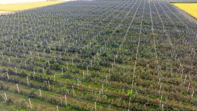 Aerial Drone View of a Large Commercial Orchard with Protective Anti-Hail Netting over Fruit Trees. Modern Agricultural Fruit Farming