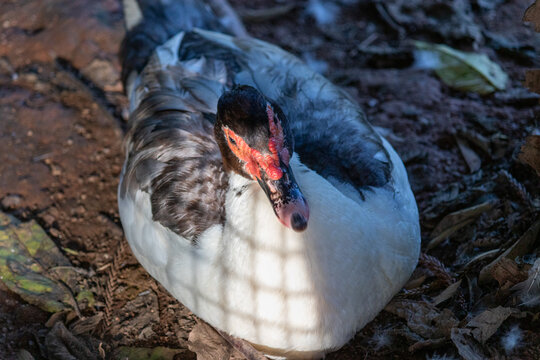 Duck in Natural Environment.