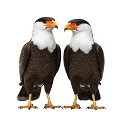 Obraz premium Southern Crested Caracara Bird Pair Standing on Black Background - Majestic Wildlife Portrait