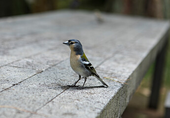 mésange charbonnière sur une table © christine