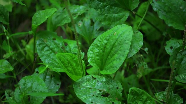 Green plantain leaves with water drops