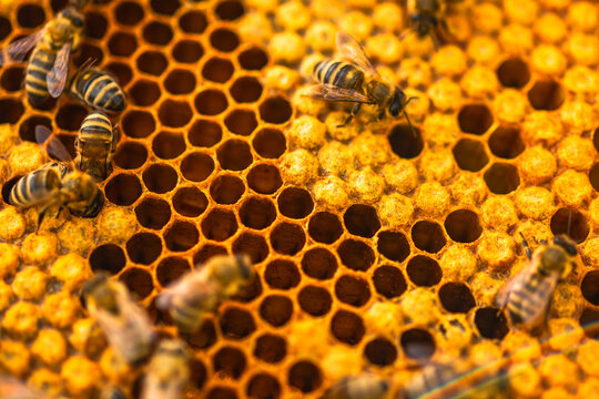 Bees working on honeycomb in a beehive during daylight hours