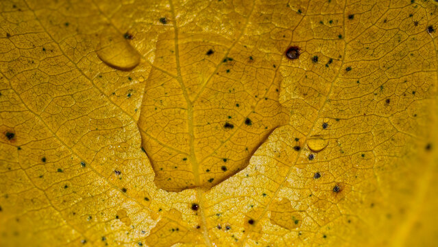Yellowing autumn leaf presenting a detailed macro view of its delicate vein network and surface texture