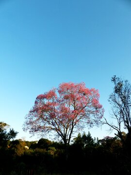 Pink Lapacho Tree in Bloom Against a Blue Sky in Paraguay