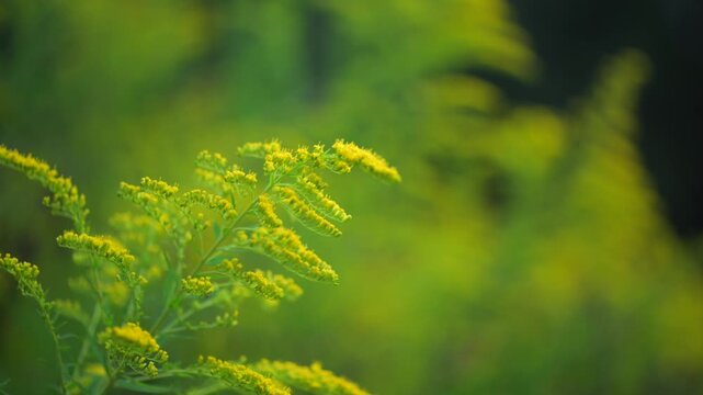 Blooming goldenrod plants in summer meadow