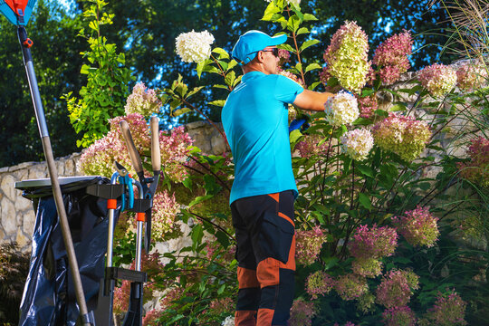 Caucasian Gardener tending to hydrangea bushes in a backyard on a sunny day