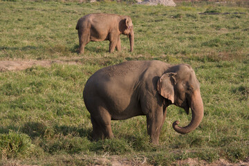 Obraz premium Asian Elephants in Thailand