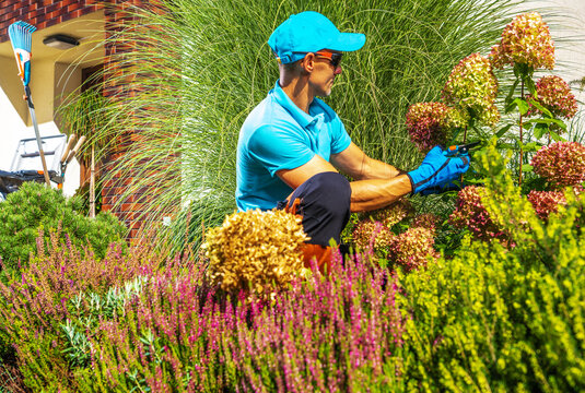 Gardener works on flower plants in residential yard during sunny day