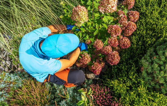 Gardener working on hydrangeas during a sunny day