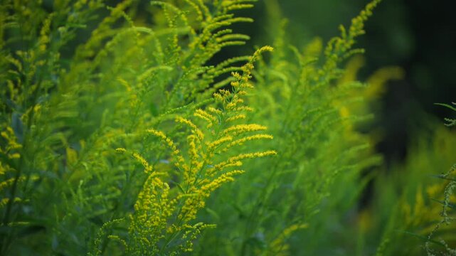 Blooming goldenrod plants in summer meadow