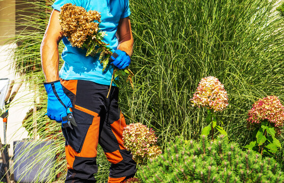 Gardener trims flowers in a sunny garden during the day