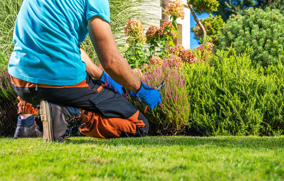 Gardener trims plants and shrubs in a backyard during sunny afternoon