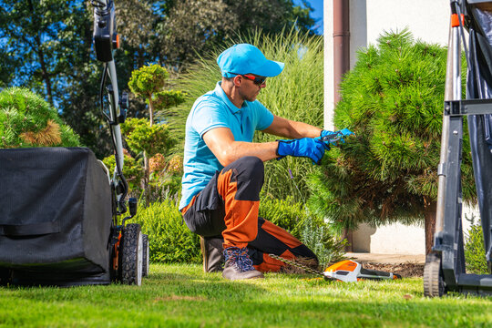 Gardener trims bushes in a backyard on a sunny day