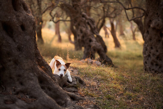 Two dogs, a Jack Russell Terrier and a Nova Scotia Duck Tolling Retriever, lie on dry ground near an old olive tree. The natural forest backdrop and shadows create a calm and grounded outdoor mood.