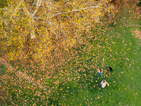 Belgrade, Serbia - 15 November 2025: Aerial view of two people walking their dogs in a park covered with fallen autumn leaves under a large tree.