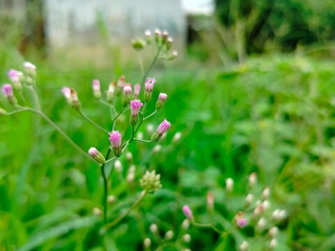 wild little ironweed (Cyanthillium cinereum) weed flower buds in green meadow with natural bokeh background