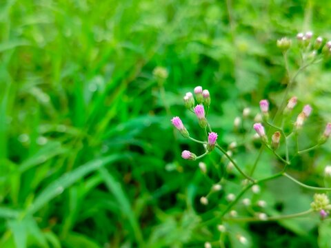 wild little ironweed (Cyanthillium cinereum) weed flower buds in green meadow with natural bokeh background