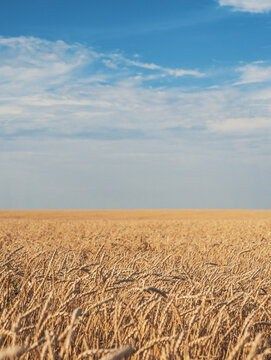 A large golden wheat field stretches to the horizon under a brig